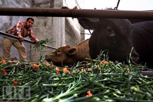 gaza agriculture carnation farmers